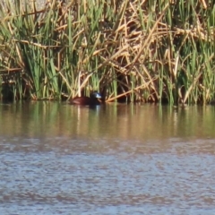 Oxyura australis at Fyshwick Sewerage Treatment Plant - 9 Jul 2020