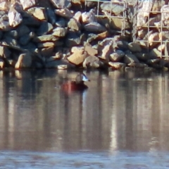 Oxyura australis at Fyshwick Sewerage Treatment Plant - 9 Jul 2020