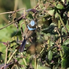 Malurus cyaneus at Fyshwick Sewerage Treatment Plant - 9 Jul 2020 12:39 PM