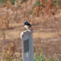 Malurus cyaneus at Fyshwick Sewerage Treatment Plant - 9 Jul 2020 12:39 PM