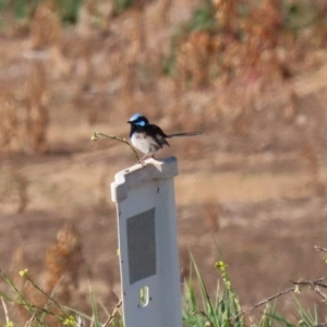 Malurus cyaneus at Fyshwick Sewerage Treatment Plant - 9 Jul 2020 12:39 PM