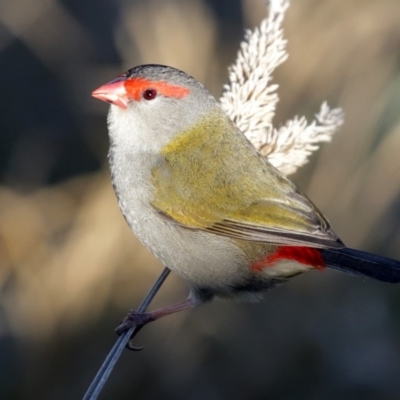 Neochmia temporalis (Red-browed Finch) at Fyshwick, ACT - 9 Jul 2020 by RodDeb