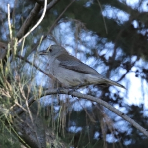 Colluricincla harmonica at Fyshwick, ACT - 9 Jul 2020 01:58 PM