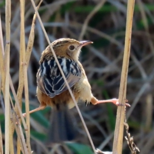 Cisticola exilis at Fyshwick, ACT - 9 Jul 2020