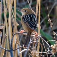 Cisticola exilis at Fyshwick, ACT - 9 Jul 2020