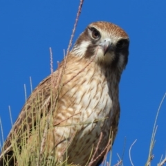 Falco berigora at Fyshwick, ACT - 9 Jul 2020 02:01 PM