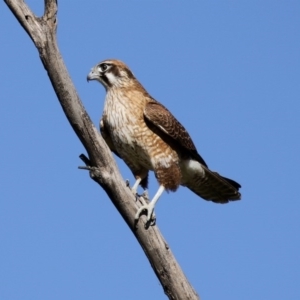 Falco berigora at Fyshwick, ACT - 9 Jul 2020 02:01 PM