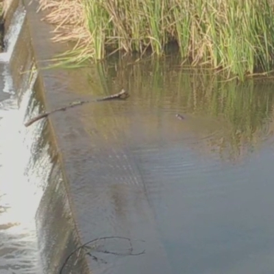 Hydromys chrysogaster (Rakali or Water Rat) at Queanbeyan River - 2 Jul 2020 by LyndalT