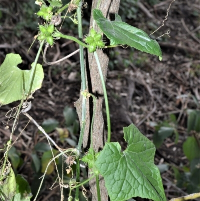 Sicyos australis (Star Cucumber) at Far Meadow, NSW - 10 Jul 2020 by plants