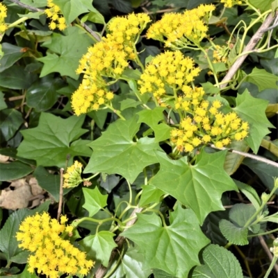 Delairea odorata (Cape Ivy) at Far Meadow, NSW - 10 Jul 2020 by plants