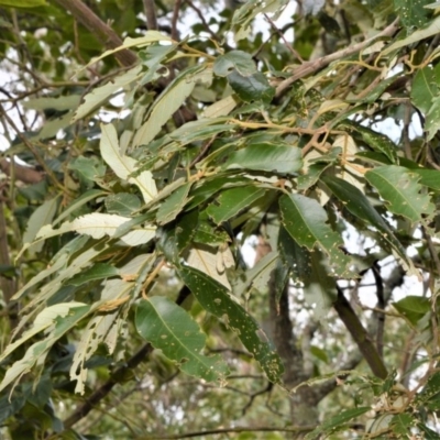 Alphitonia excelsa (Red Ash) at Far Meadow, NSW - 10 Jul 2020 by plants