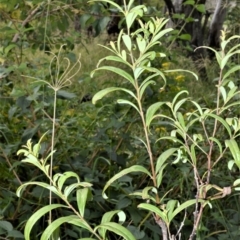 Santalum obtusifolium (Coastal Sandalwood) at Far Meadow, NSW - 11 Jul 2020 by plants