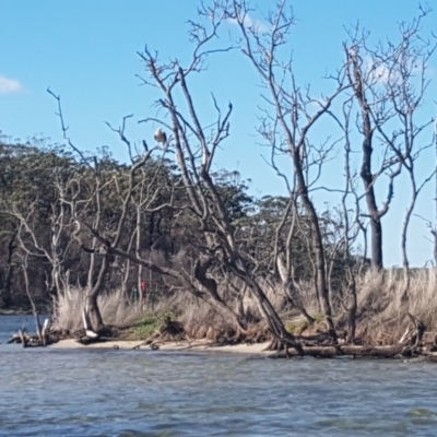 Haliaeetus leucogaster (White-bellied Sea-Eagle) at Conjola, NSW - 11 Apr 2020 by JulieL
