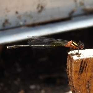 Nososticta solida at Fadden, ACT - 22 Dec 2018 01:34 PM