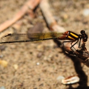 Nososticta solida at Fadden, ACT - 22 Dec 2018 01:34 PM