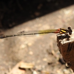 Nososticta solida at Fadden, ACT - 22 Dec 2018 01:34 PM