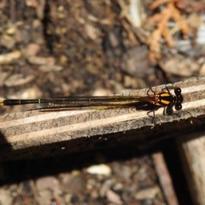 Nososticta solida at Fadden, ACT - 22 Dec 2018 01:34 PM