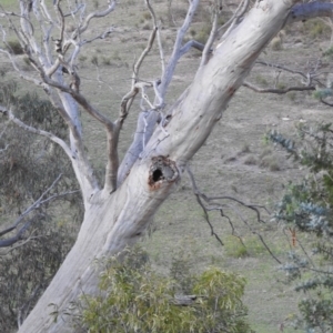 Apis mellifera at Fadden, ACT - 24 Dec 2018