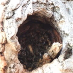 Apis mellifera at Fadden, ACT - 24 Dec 2018