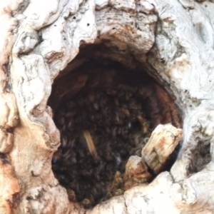 Apis mellifera at Fadden, ACT - 24 Dec 2018