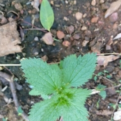 Urtica incisa (Stinging Nettle) at Surf Beach, NSW - 6 Jul 2020 by LyndalT