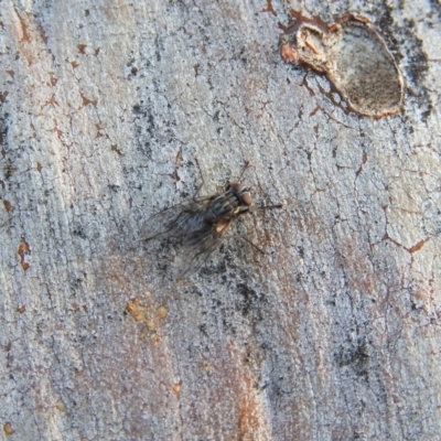 Sarcophagidae sp. (family) at Wanniassa Hill - 30 Nov 2018 by YumiCallaway