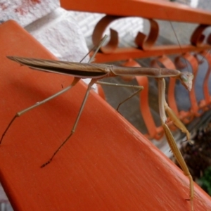 Tenodera australasiae at Fadden, ACT - 19 Jan 2017