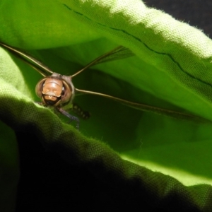 Adversaeschna brevistyla at Fyshwick, ACT - 23 Dec 2018