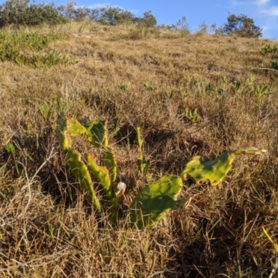 Opuntia monacantha (Smooth Tree Pear ) at Tuross Head, NSW - 11 Jul 2020 by HelenCross