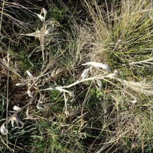 Panicum capillare/hillmanii at Dunlop, ACT - 7 Jul 2020