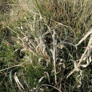 Panicum capillare/hillmanii at Dunlop, ACT - 7 Jul 2020