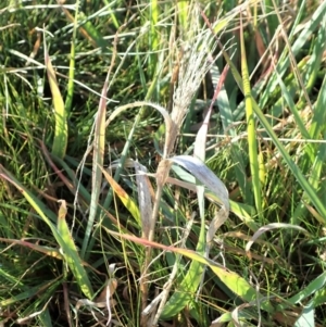 Panicum capillare/hillmanii at Dunlop, ACT - 7 Jul 2020