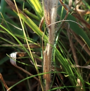 Panicum capillare/hillmanii at Dunlop, ACT - 7 Jul 2020