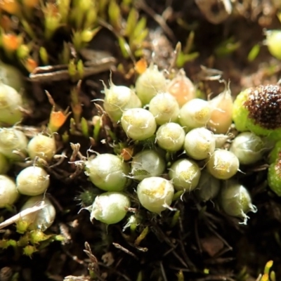 Gigaspermum repens (Moss) at Dunlop Grasslands - 7 Jul 2020 by CathB