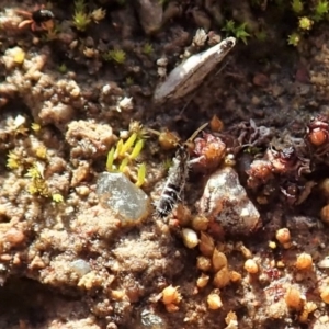 Collembola sp. (class) at Dunlop, ACT - 7 Jul 2020