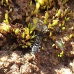 Collembola (class) at Dunlop, ACT - 7 Jul 2020 02:09 PM