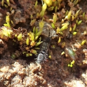Collembola (class) at Dunlop, ACT - 7 Jul 2020 02:09 PM