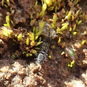 Collembola sp. (class) at Dunlop, ACT - 7 Jul 2020