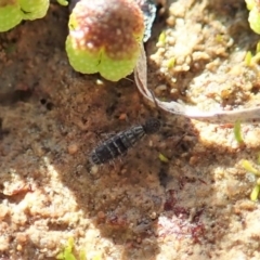Collembola (class) at Dunlop, ACT - 7 Jul 2020 02:09 PM