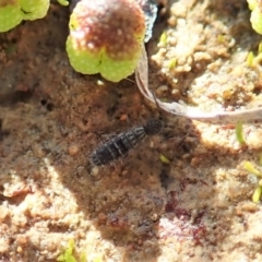 Collembola sp. (class) at Dunlop, ACT - 7 Jul 2020