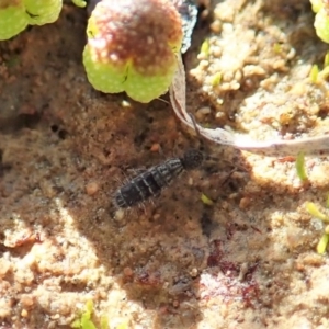Collembola (class) at Dunlop, ACT - 7 Jul 2020 02:09 PM