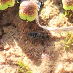 Collembola sp. (class) at Dunlop, ACT - 7 Jul 2020