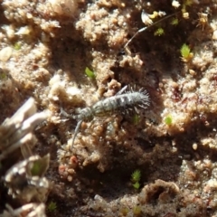 Collembola sp. (class) at Dunlop, ACT - 7 Jul 2020