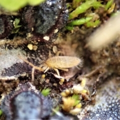 Entomobryomorpha (order) (Entomobryomorph springtail) at Dunlop Grasslands - 7 Jul 2020 by CathB