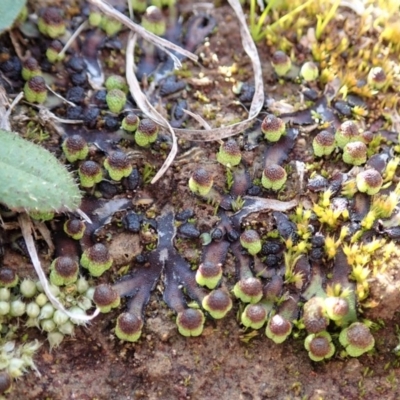 Asterella drummondii (A thallose liverwort) at Dunlop Grasslands - 7 Jul 2020 by CathB