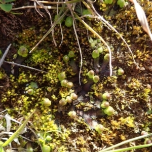 Asterella drummondii at Dunlop, ACT - 7 Jul 2020