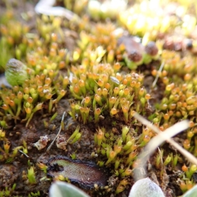 Pleuridium sp. at Dunlop Grasslands - 7 Jul 2020 by CathB