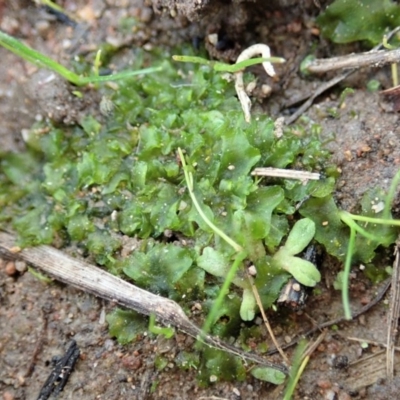 Phaeoceros sp. at Mount Painter - 10 Jul 2020 by CathB