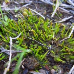 Phaeoceros sp. at Mount Painter - 27 Aug 2014 by CathB