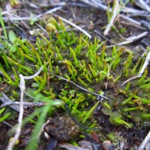 Phaeoceros sp. at Cook, ACT - 27 Aug 2014 03:27 PM